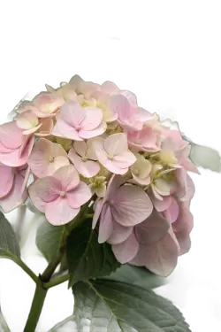 Imagen PNG para descargar